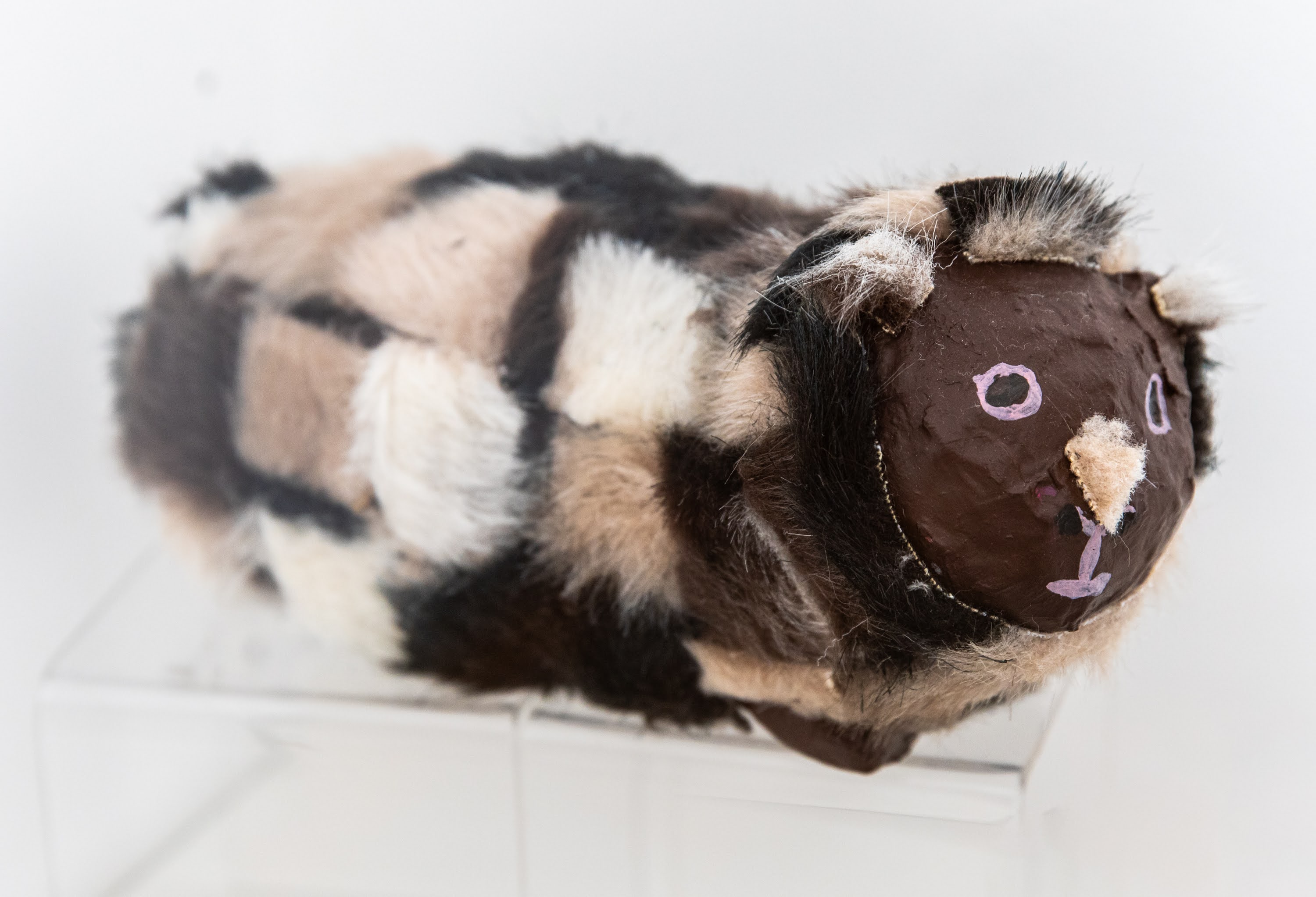 Léo le cochon d'Inde