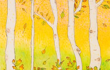 Les bouleaux d'automne