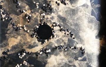 photo de l'oeuvre de Beaubien